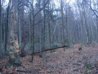 Biały Gościniec w Puszczy Jodłowej 