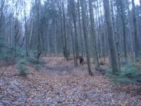 Biały Gościniec w Puszczy Jodłowej 