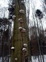 Rezerwat Barania Góra, Ciosowa Góra - zimowy spacerek 