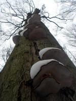 Rezerwat Barania Góra, Ciosowa Góra - zimowy spacerek 