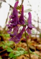 Kokorycz pełna, też kwitnie w lasach w okolicach Kielc. HAnka