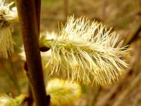 Tak kwitnę - wierzba. HAnka