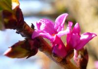 Wawrzynek wilczełyko pod Kielcami. HAnka