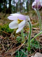Sasanka wiosenna. UWAGA CHRONIONA ! Znika z naszego otoczenia w zastraszającym tempie. HAnka