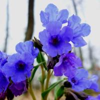 Miodunka. Bardzo mi się podoba ten kwiatuszek. HAnka