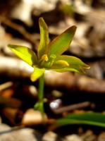 Złoć, teraz kwitną nawet w naszym parku. HAnka