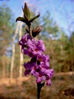 Wawrzynek wilczełyko. HAnka