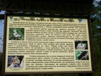 Niepylak Apollo. Pieniny - tylko tu go w Polsce spotkamy