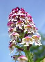 storczyk drobnokwiatowy