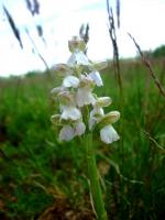 biały storczyk samiczy