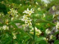 Kwiaty na skałach - pachną!