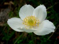 A anemon wyciąga się do słońca