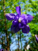 niebieski orlik pospolity