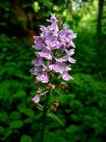 Storczyk pełnej krasie 