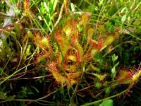 Prawdziwa rosiczka na bagnie