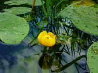 Grążel żółty w jednym ze starorzeczy