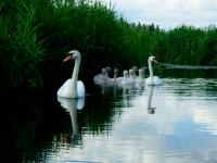 Rodzina łabędzi - gospodarze tego miejsca
