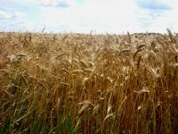 Odwiedziny u Krasińskich