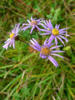 Bukiecik na stół - aster gawędka