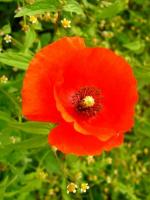 A po drodze na łące maki...