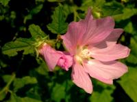 Jeszcze pięknie kwitną ślazy;