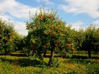 Drzewa sie uginają pod owocami - jak to w okolicy Buska