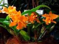 Brassolaeliocattleya super pomarańczowa