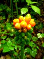 Obrazki plamiste (alpejskie) - ciekawostka O. P. N. Owoce - na kwiaty trzeba przyjechać w maju 