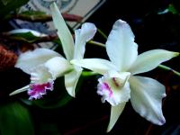 zawsze piękna i uwodzicielska Cattleya 