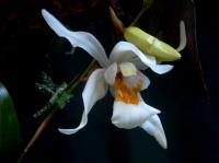 wytworne jak zwykle Coelogyne
