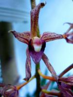 abstrakcyjne Cymbidium devonianum 