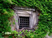 urocze okienko obrośnięte dzikim winem