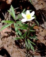 nieśmiały zawilec wyciąga się do słońca; foto.J.J.