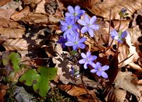 Błękit przylaszczki nie do podrobienia;  foto J.J.