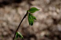 pierwsze listki; foto J.J.