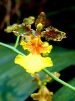 uśmiechnięte Oncidium unicorne