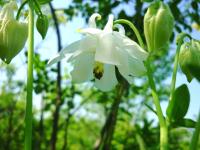 biały orlik pospolity