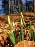 ... a tu co się przebija przez liście?