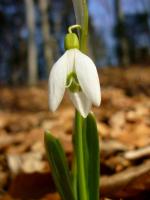 Przebiśnieg "samotnik". HAnka