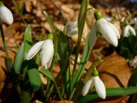 Przebiśniegi w Górach Świętokrzyskich. CHRONIONE ! HAnka