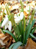 ... przebiśniegi oczywiście!