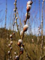 no i wierzbowe kotki