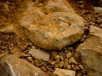 ŚLADAMI DEWOŃSKIEGO MORZA -gra terenowa w najbliższą niedzielę