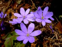 błękitna - przylaszczka foto A.H.