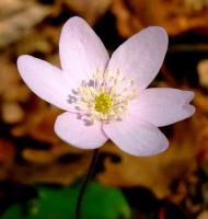 biała - przylaszczka;  foto  A.H.