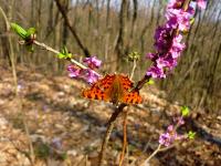 trochę fauny (Rusałka ceik) wiosną na wawrzynku   foto A.H.