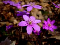 różowa - przylaszczka foto A.H.