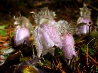 ... i śnieg nie jest dla mnie przeszkodą;   foto A.H.