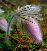 jakie mam futerko... ;   foto A.H.