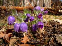 wiosenne piękności - s. otwarta;     foto  A.H.